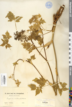 LE 01029745
