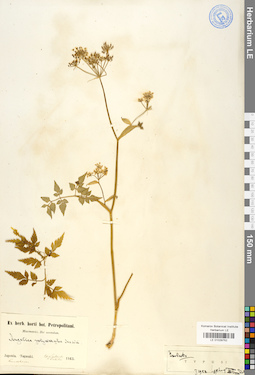 LE 01029752