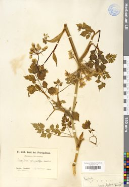 LE 01029754