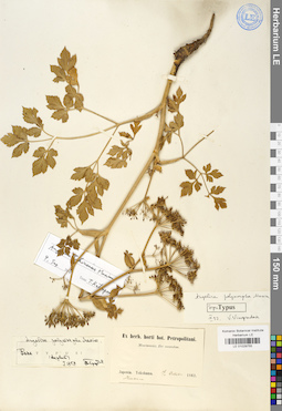 LE 01029755