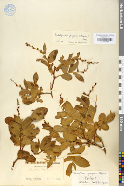 LE 01031855