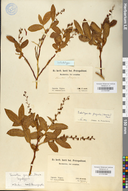 LE 01031867