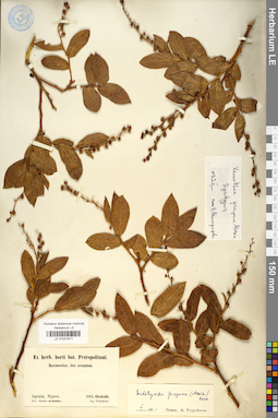 LE 01031871