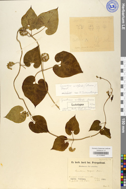 LE 01036903