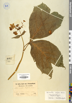 LE 01042744