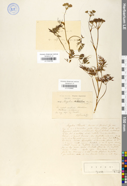 LE 01042786