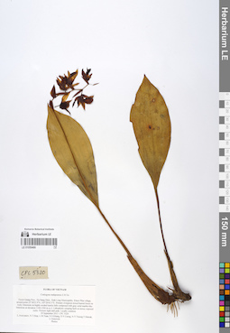 LE 01059466