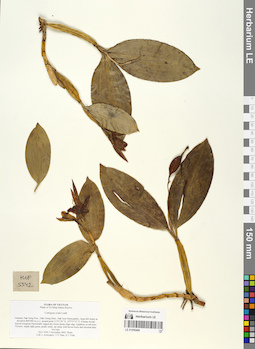LE 01059486