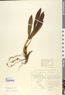 LE 01059488