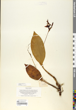 LE 01059518