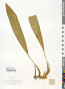 LE 01059594