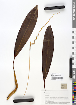 LE 01059596