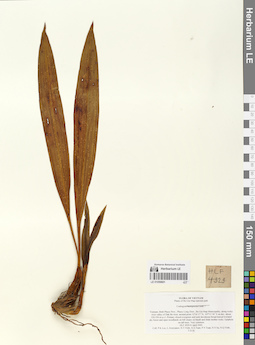 LE 01059601