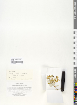 LE 01059619