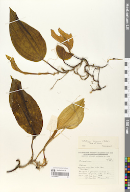 LE 01059629