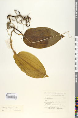 LE 01059633