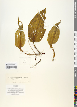 LE 01059637