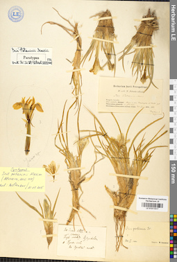 LE 01011517