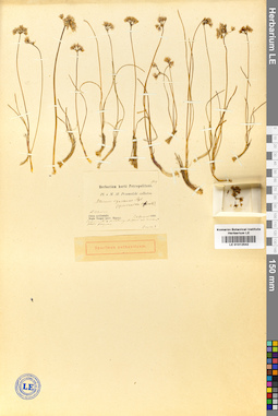LE 01012542
