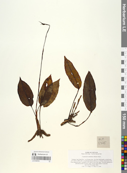 LE 01059703