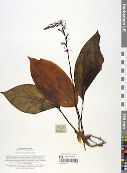 LE 01059707