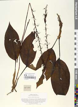 LE 01059711