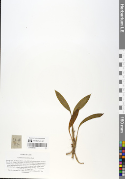LE 01059768