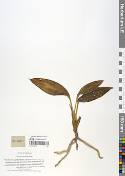 LE 01059775