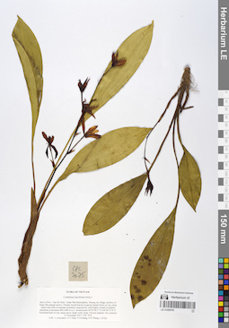 LE 01059781