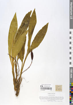 LE 01059782