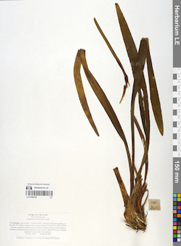 LE 01059796