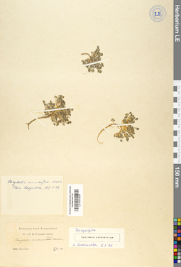 LE 01014379
