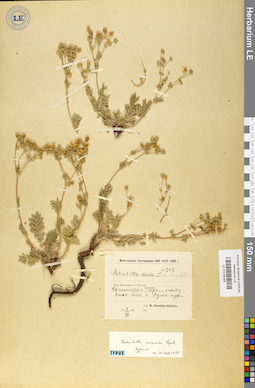 LE 01016184