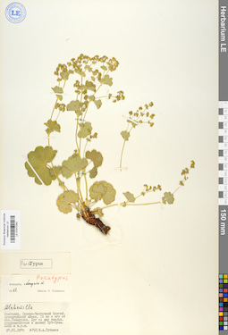 LE 01017042