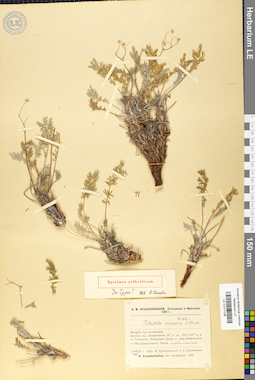 LE 01017106