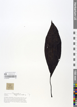 LE 01054318