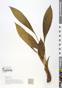LE 01054094