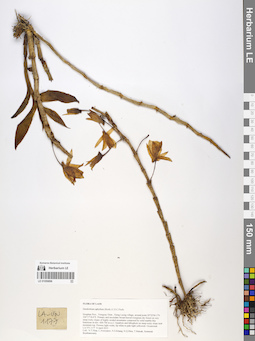 LE 01059896