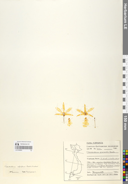 LE 01059953