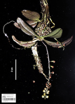 LE 01061376