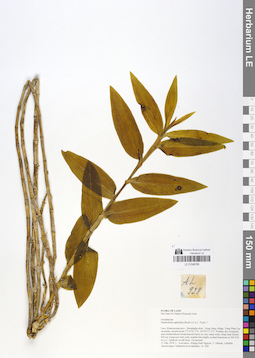 LE 01048799