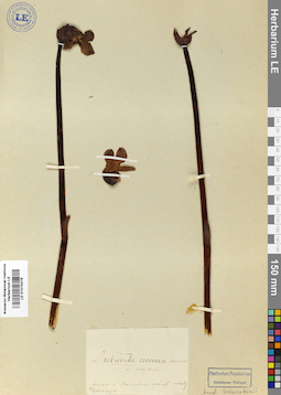 LE 01015375