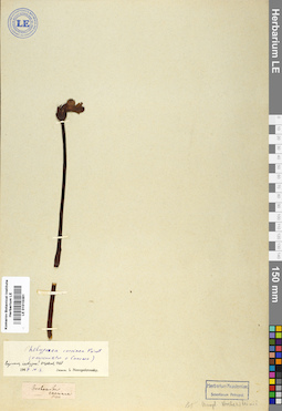 LE 01015381