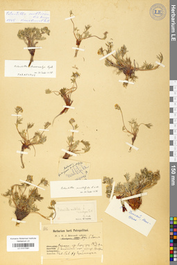 LE 01017081