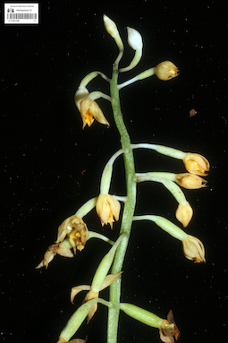 LE 01061386