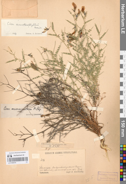 LE 01065518