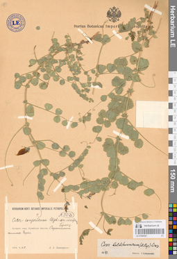 LE 01065521