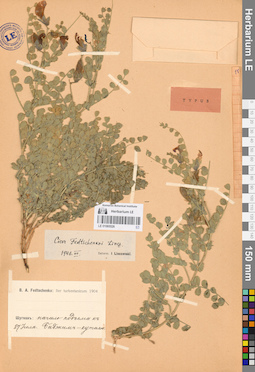 LE 01065526