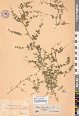 LE 01065529