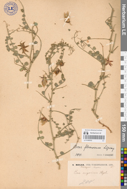 LE 01065532